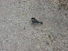 Enlarge photo 29