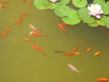 Enlarge photo 59