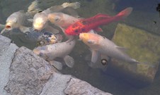 Enlarge photo 2