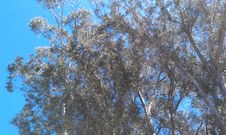 Enlarge photo 26