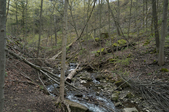 Enlarge photo 6