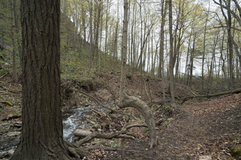 Enlarge photo 7