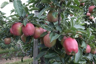 Enlarge photo 7