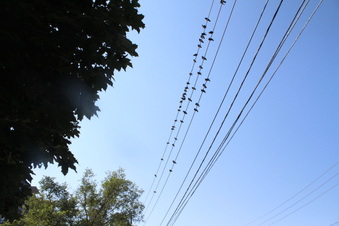 Enlarge photo 11