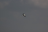 Enlarge photo 39
