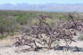 Arizona