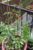 Enlarge photo 14