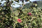 Enlarge photo 17