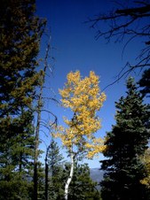Enlarge photo 31