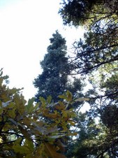 Enlarge photo 44