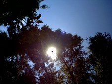 Enlarge photo 45