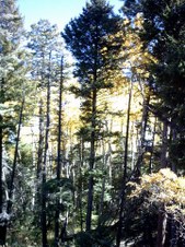 Enlarge photo 46