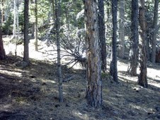 Enlarge photo 51