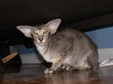 Enlarge photo 40