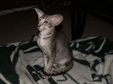Enlarge photo 41