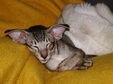 Enlarge photo 46