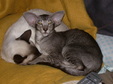 Enlarge photo 51