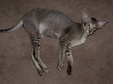 Enlarge photo 48