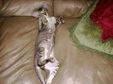 Enlarge photo 52
