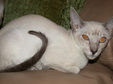 Cats