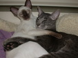 Enlarge photo 11