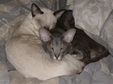 Enlarge photo 34
