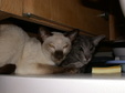 Enlarge photo 37