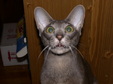 Enlarge photo 38