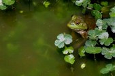 Amphibians