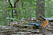 Enlarge photo 37