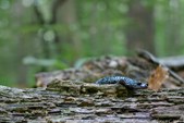 Enlarge photo 38