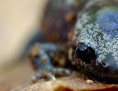 Salamanders