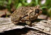 Toads