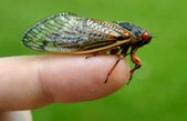 Cicadas