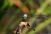 Enlarge photo 42