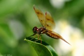 Enlarge photo 44