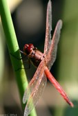 Arthropods