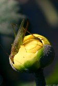 Enlarge photo 50