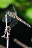 Enlarge photo 58