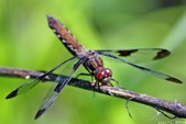 Enlarge photo 59