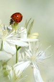Enlarge photo 54