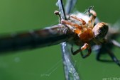 Enlarge photo 57