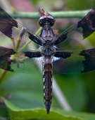 Enlarge photo 93