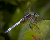 Enlarge photo 95