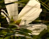 Enlarge photo 77