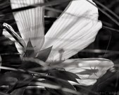 Enlarge photo 78