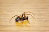 Enlarge photo 138