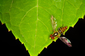 Enlarge photo 249