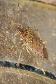 Enlarge photo 142