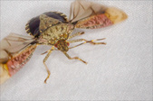 Enlarge photo 144